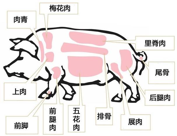 庖丁解猪 从里脊到肘子，每块肉都是一道硬菜